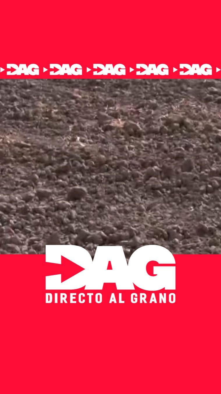 Tras 150 años, el cultivo de remolacha azucarera agoniza en Andalucía por las importaciones
