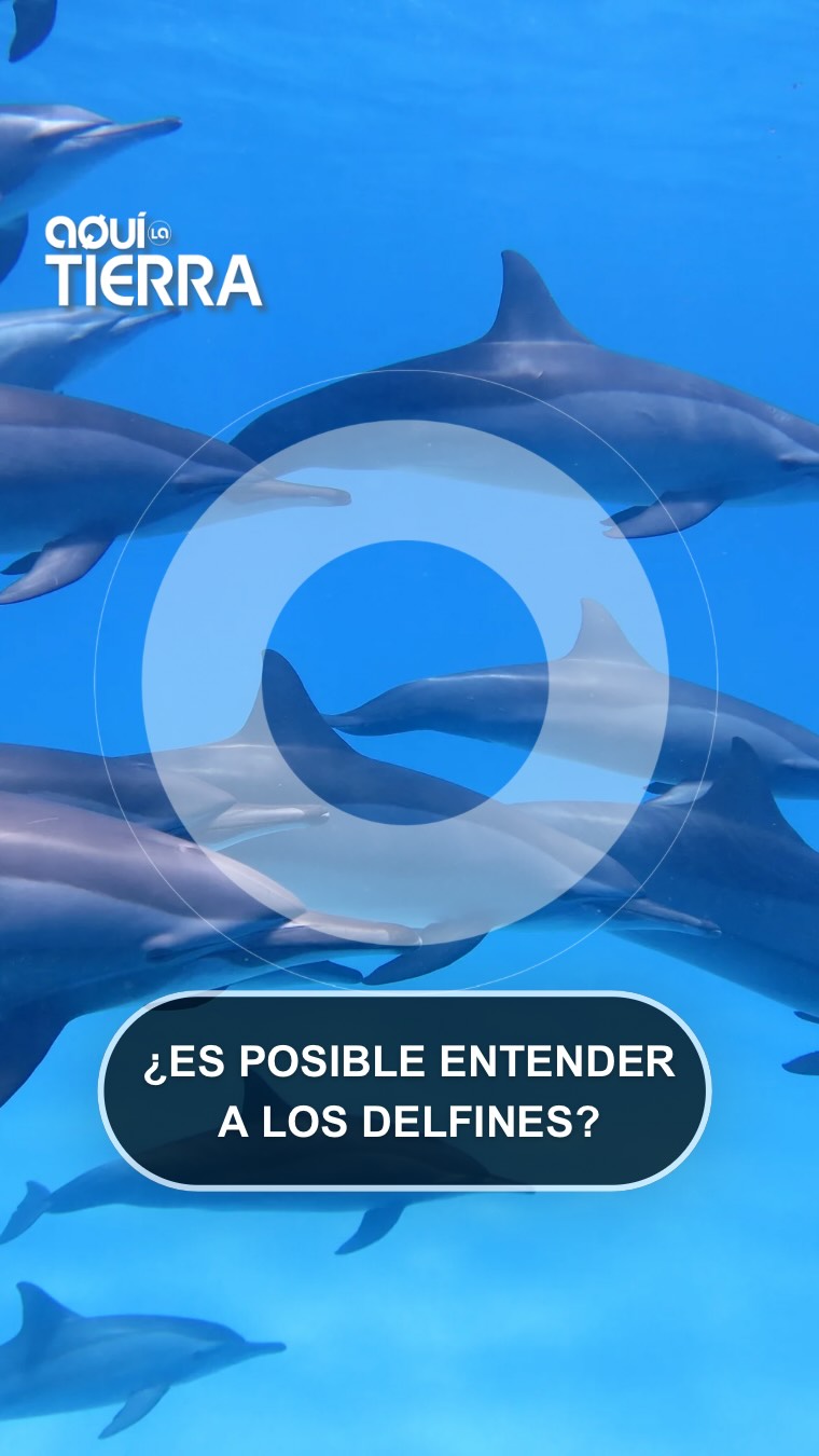 Identifican delfines de riso y registran sus sonidos con hidrófono