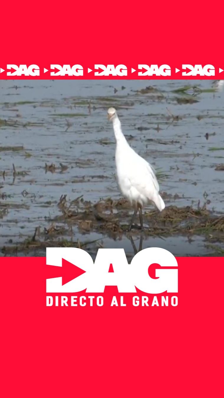 Agricultores del Delta de Alebra piden ayuda ante el riesgo de colapso del arroz