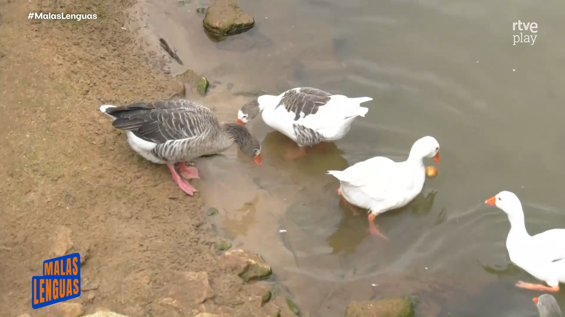 Los patos de Setenil se quedan sin Paco y buscan nuevo cuidador