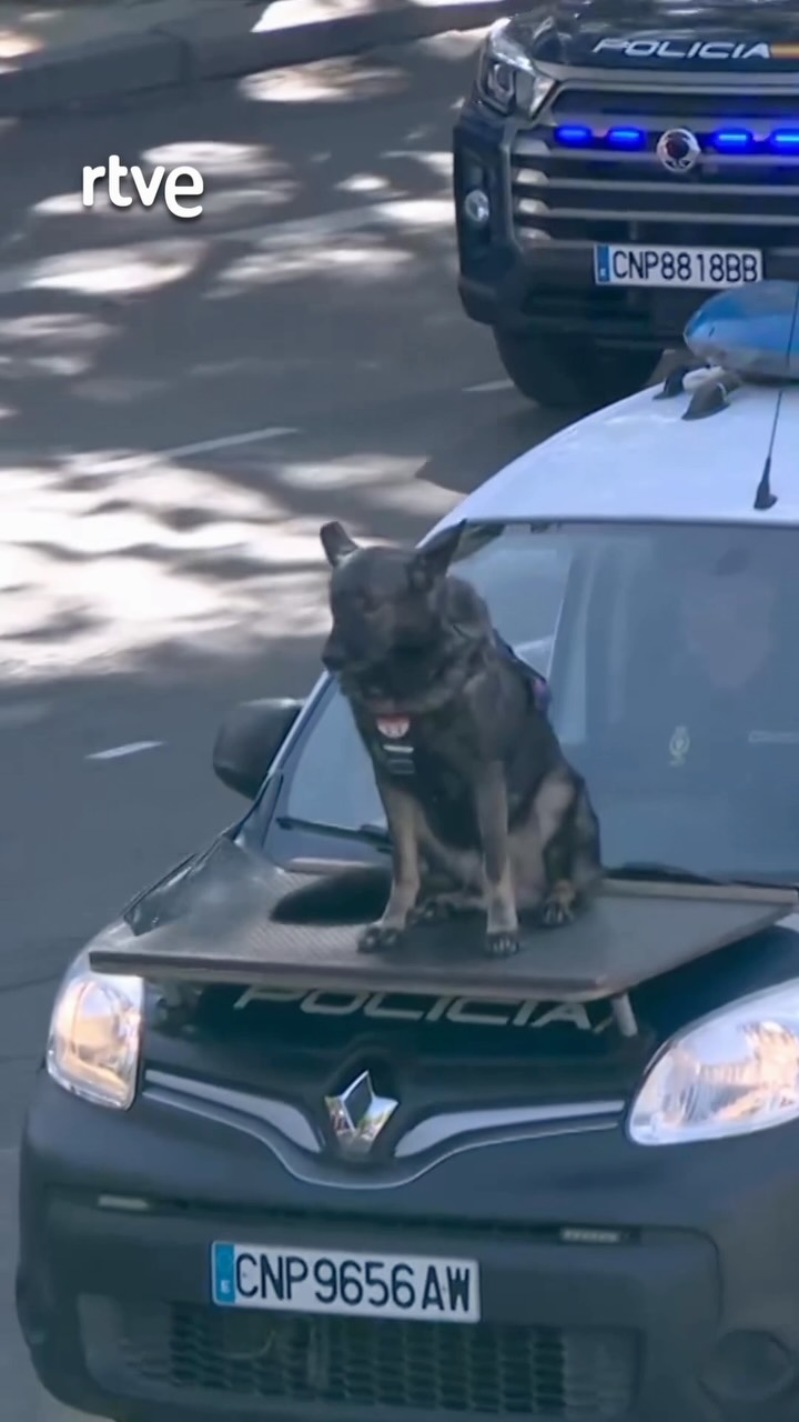 Perros de la Policía Nacional detectan drogas, billetes y explosivos