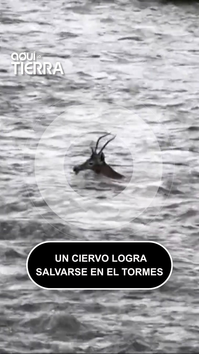 Un ciervo desafía las aguas embravecidas del Tormes en la Sierra de Gredos