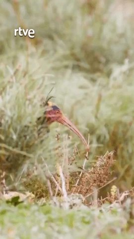  El ibis eremita, de la extinción al cielo.