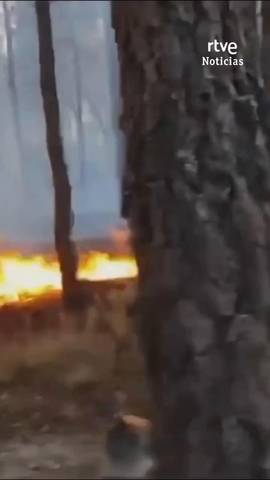  El incendio de La Mierla, en Guadalajara, ya ha arrasado m�s de 2.000 hect�reas y ha obligado a evacuar siete localidades.