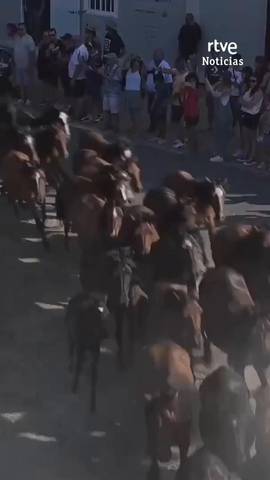  Es la tradicional Rapa das Bestas, en Sabucedo, Pontevedra.