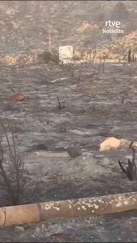  Es la devastadora imagen que deja el incendio de Los Gallardos en Almer�a.