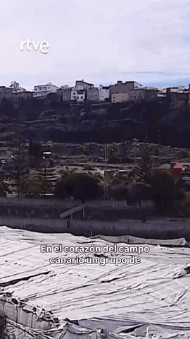 ¿Cómo se cultiva el mejor plátano de Canarias?