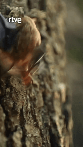  En este primer capítulo de la serie ‘Al borde del abismo’ de ‘El escarabajo verde’, visitamos ciudades europeas que trabajan para que la fauna salvaje también tenga un espacio en las urbes.