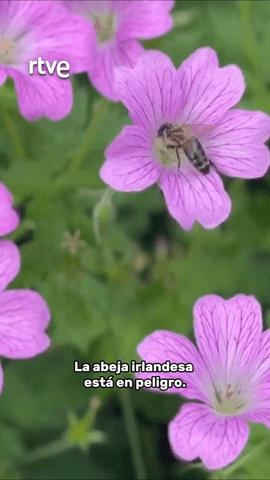 Algunas especies siguen en peligro.