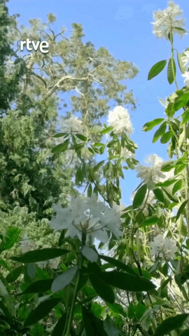 La abeja, el gran polinizador