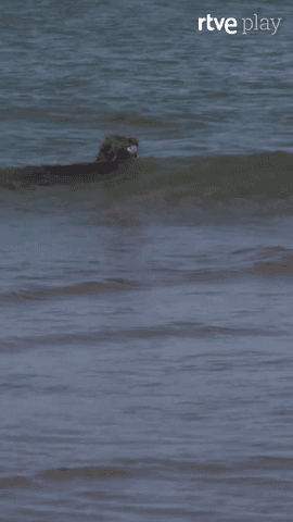 Ojalá ser Juan y Migas en una playa del País Vasco disfrutando de la compañía mutua y el paisaje...