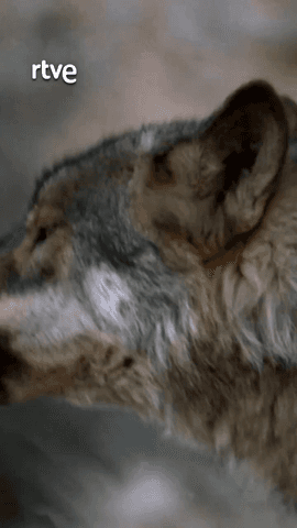  Hoy, 13 de agosto, celebramos el Día Internacional del Lobo.