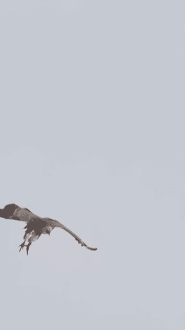 Volaré...