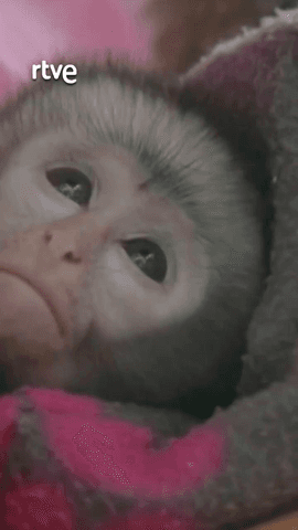 Tras ser rescatado en la carretera de alguien que intentaba venderlo, Floki, un vervet de cuatro semanas, llega a la Fundación Vervet Monke donde se ocuparán de sus cuidados.