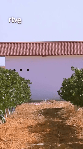 «Tesoros, tradición y un mar de viñedos en Iniesta, en el corazón de La Manchuela» 