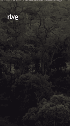 Con este documental, vivirás de cerca La sabana africana y podrás observar cómo es la lucha por el poder y el territorio entre leopardos 