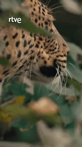  Una madre, dos cachorros y una lucha por sobrevivir en la naturaleza más salvaje.