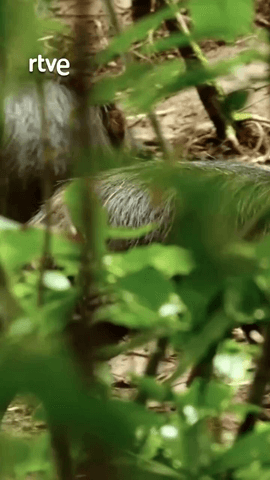  Donde la sequía y la humedad se encuentran, nace una jungla única.