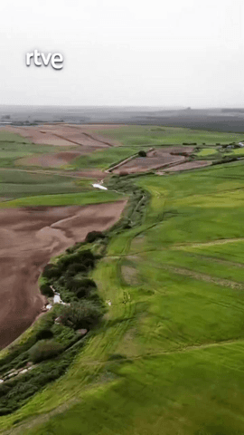  ‘El escarabajo verde’ ( @escarabajoverde ) investiga la evolución del trigo y el pan en las últimas décadas y cómo afectado a la salud y al medio ambiente.