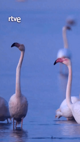 Nos encanta ver bailar a los flamencos en su tradicional ritual de cortejo 