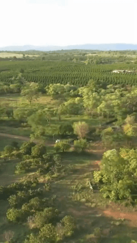  En el Centro de vida silvestre Umoya Khulula cuidan a una pequeña cría de mangosta rayada que encontraron sola y sin rastro de su manada.