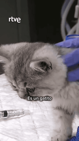 En 'Aquí hay trabajo' conocemos a la veterinaria Alba, que está cuidando al pequeño Tai Lung.