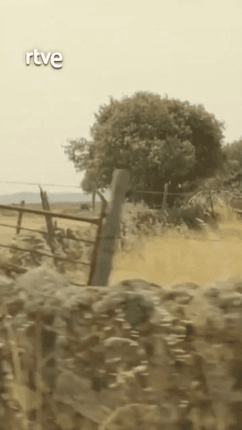 «Supimos pronto de los troncos retorcidos que hablaba Miguel Hernández, de esos que avientan y se levantan contra la palabra»