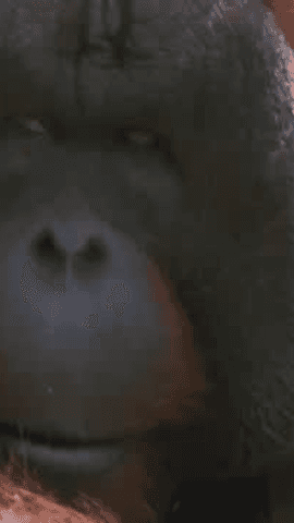 En aquilatierra han visitado el zoo de Madrid y han mostrado a una mamá orangután con sus hijos.