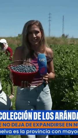  Huelva afronta la recta final de la campaña del arándano