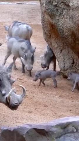 ¿Habíais visto alguna vez a estos animales?