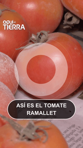  En el mundo hay 10 mil tipos de tomates.