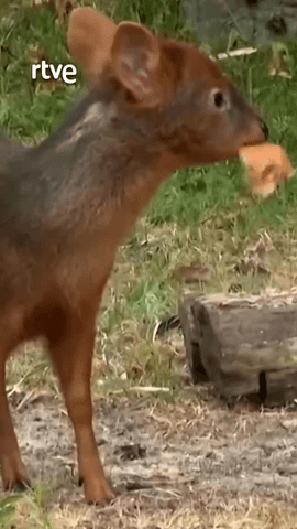 El pudu es una de las especies de ciervo más diminutas del mundo, y está en peligro de extinción.