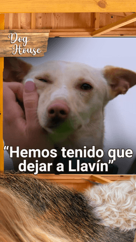 Llavín sigue esperando encontrar a alguien que le dé un hogar 