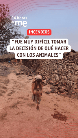 Javier García Barbero, propietario de la granja escuela Casavieja de Ávila cuenta en 24 Horas de RNE cómo vivió el incendio y comenta la difícil decisión sobre qué hacer con los animales
