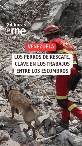 Los perros de rescate son clave en los trabajos de localización de personas o cv3rpos entre los escombros en Venezuela