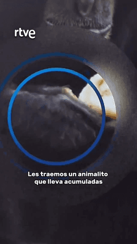 Un claro ejemplo de cómo la naturaleza nos da una lección de humildad 