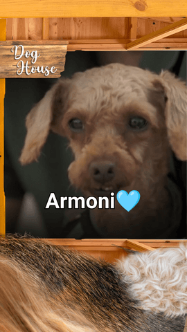 La realidad de los perros de criaderos 