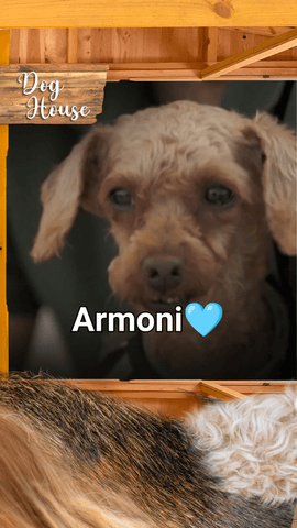 Armoni nos ha robado el corazón.