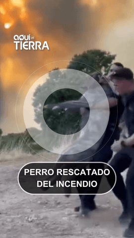 Nuestro animalito de hoy es este perro que ha sido rescatado por la Guardia Civil en Pelayos de la Presa, en Madrid.