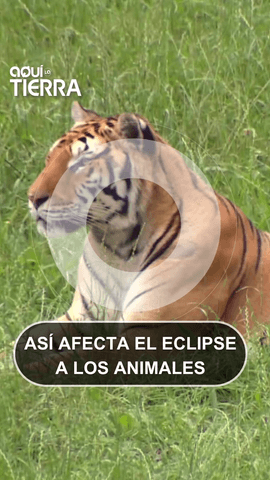 juanjoprados_rtve ha viajado hasta cabarcenooficial para descubrir cómo afectará el eclipse solar a los animales #AquílaTierra