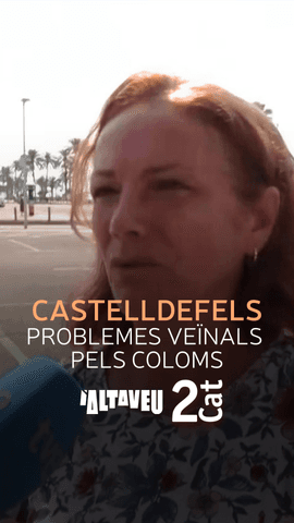  A Castelldefels fa anys que un veí alimenta centenars de coloms.