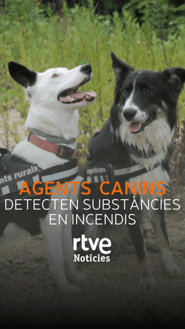  La Collie detecta subst�ncies accelerants del foc.