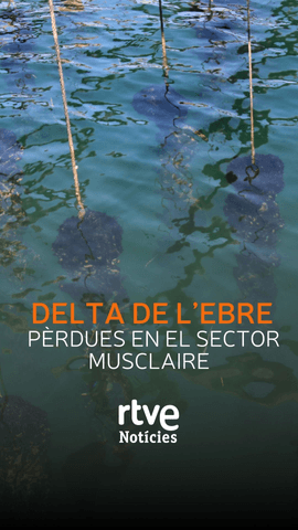  El canvi clim�tic est� colpejant de ple els musclaires del Delta de l'Ebre.