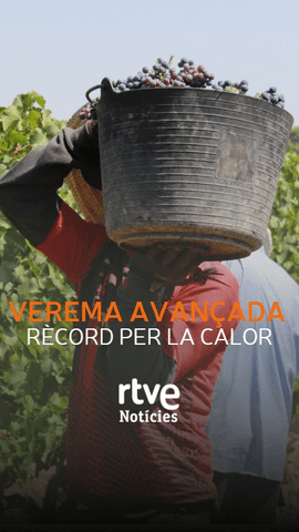  La campanya de verema 2026 ha arrencat abans que mai per les altes temperatures i la manca de pluja.