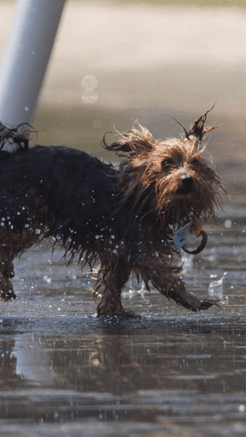 Cómo cuidar a tu mascota en verano 