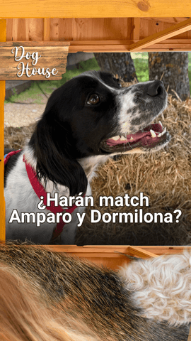 El encuentro entre Amparo y Dormilona nos tuvo con el corazón en un puño 