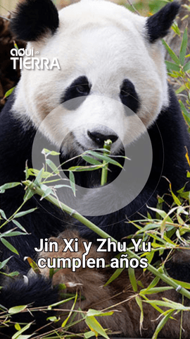 Jin Xi y Zhu Yu, la pareja de osos panda de Madrid, cumple años.