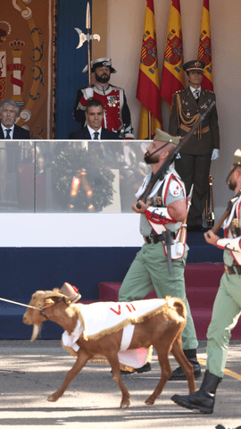 La mascota de la Legión, siempre protagonista en el desfile del #12deOctubre 
