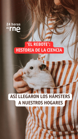 Quien haya tenido un hámster antes de finales de los 70 forma parte de la historia de la ciencia.