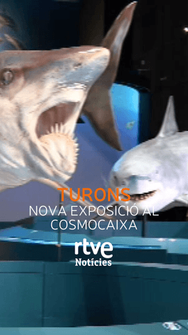  Sabies que els taurons són més antics que els dinosaures?